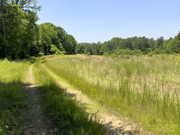 طريق الغابة الخضراء الخضراء