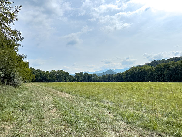 تصطف طيور الفويب الشرقية على حواف الحقل مثل الحراس، بينما تنادي الغربان الشائعة من الأشجار في الحقول خلف مباني المفرخ. مصدر الصورة: ليزا ميس