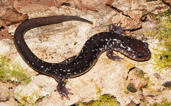 صورة لسمندل مقبض البقرة