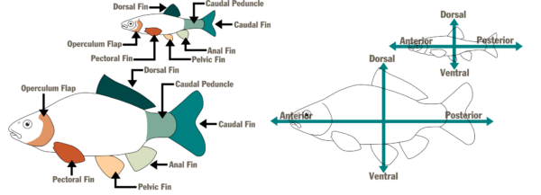 الرسوم التوضيحية من إعداد ماكايلا ديفيفو ( ©) – DWR