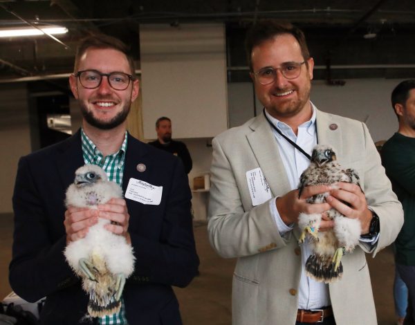 فراخ الشاهين بعد ربطها (الأنثى على اليسار، والذكر على اليمين)