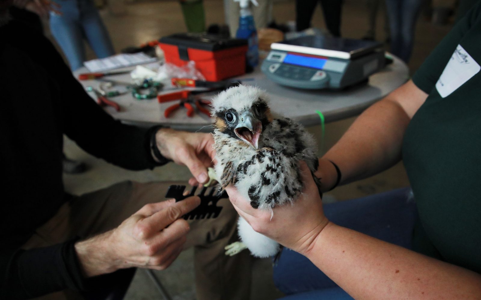 مقياس الساق الذي يتم استخدامه على أحد الكتاكيت لتحديد جنسها وحجم نطاقها