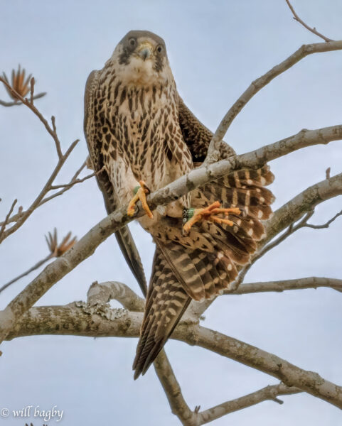 92/الصقر/بنون الصقر ("الأحمر" من سلالة 2024 ) يتمدد على غصن شجرة.