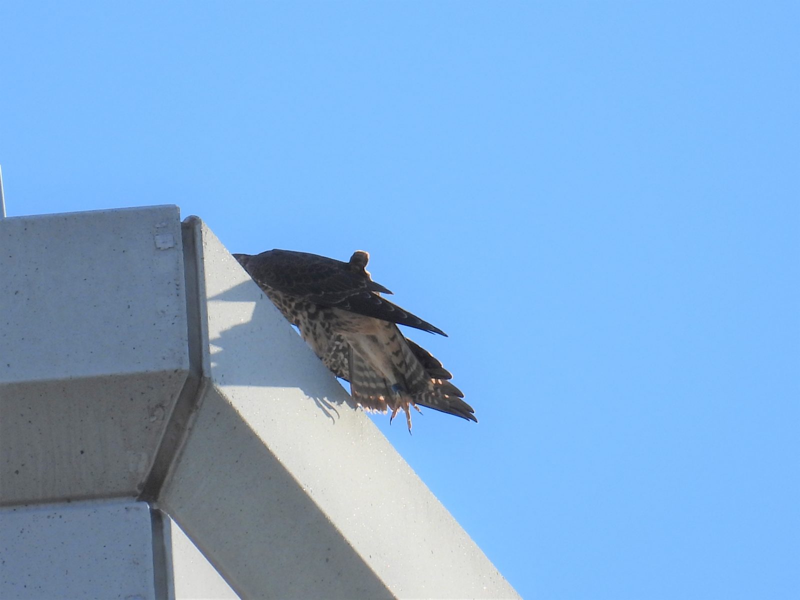 ذكر يافع (أزرق) مع قدم ممدودة تسمح بالتعرف عليه.