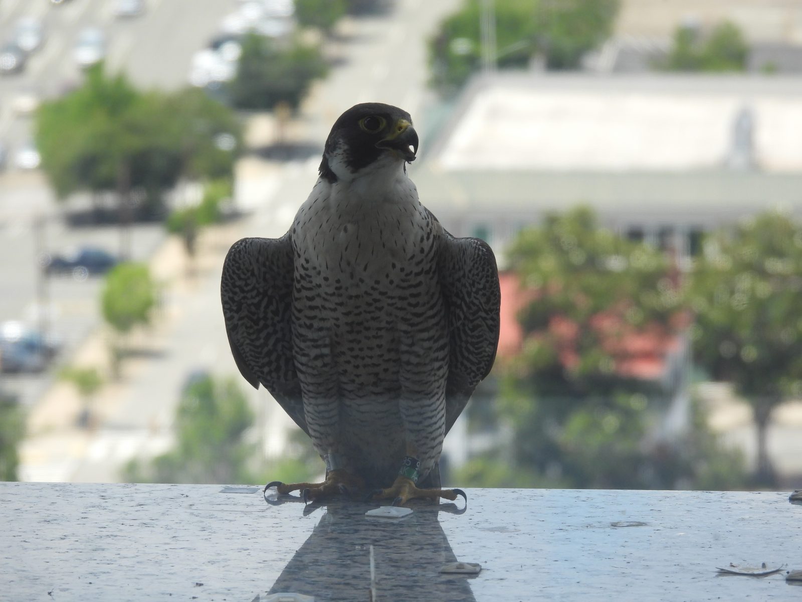 أنثى بالغة على الحافة الغربية لمبنى صن تراست.