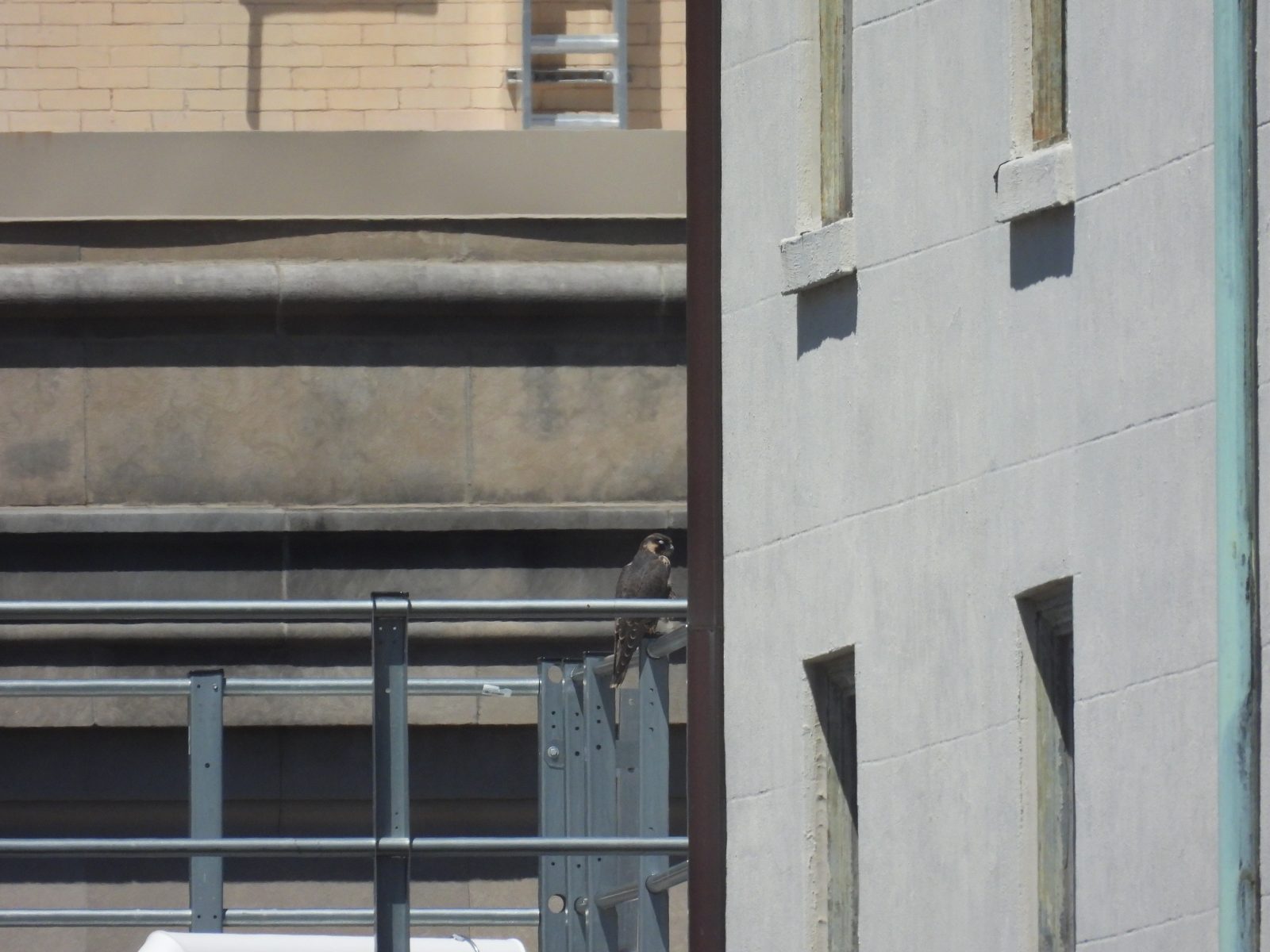 أنثى يافعة (برتقالية اللون) تطفو على سطح المبنى الواقع غرب مبنى "صن ترست" مباشرة.