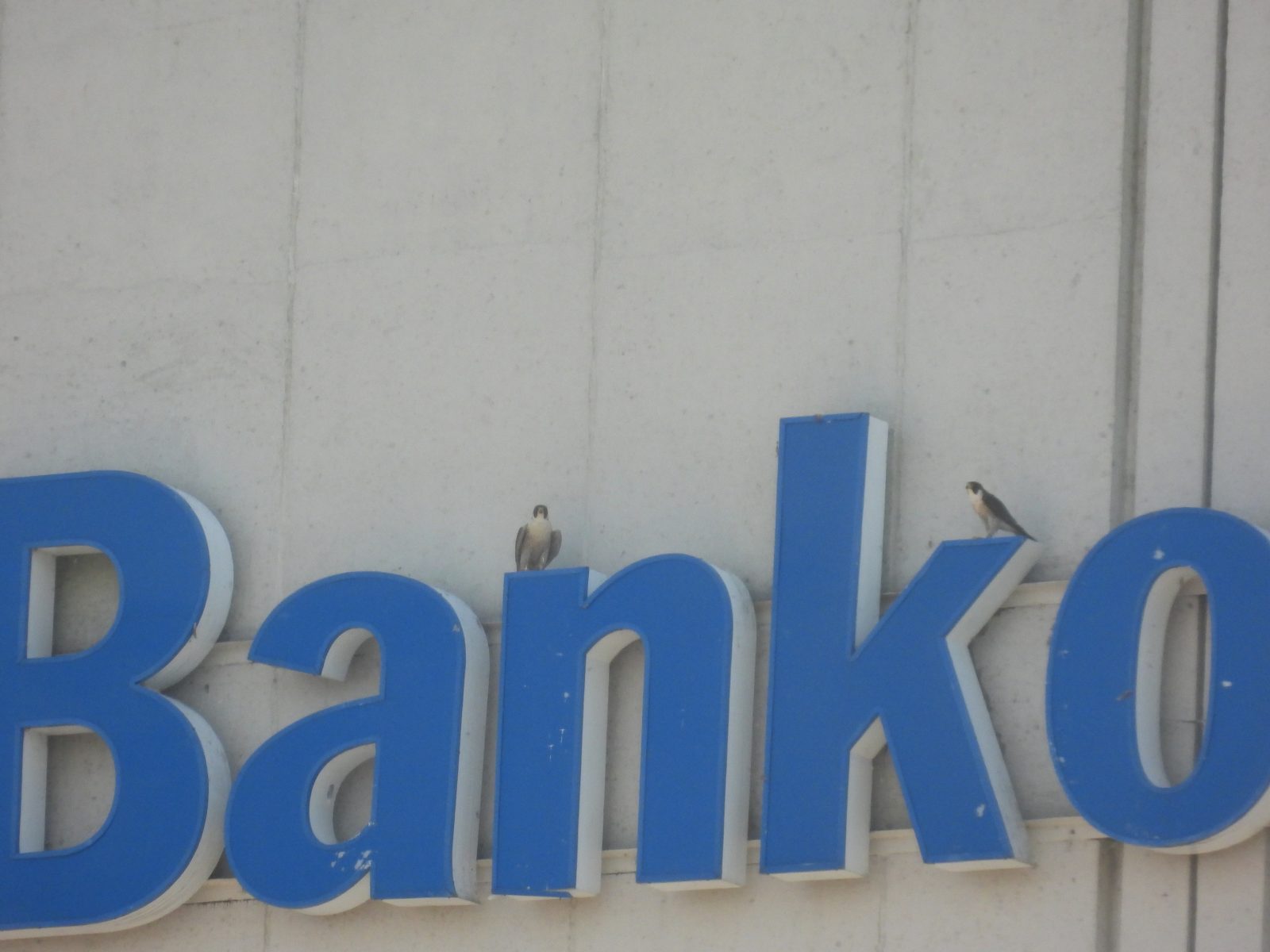 أنثى بالغة (على اليسار) وذكر بالغ (على اليمين) يطفوان فوق اللافتة المواجهة للغرب في مبنى بنك أوف أمريكا.