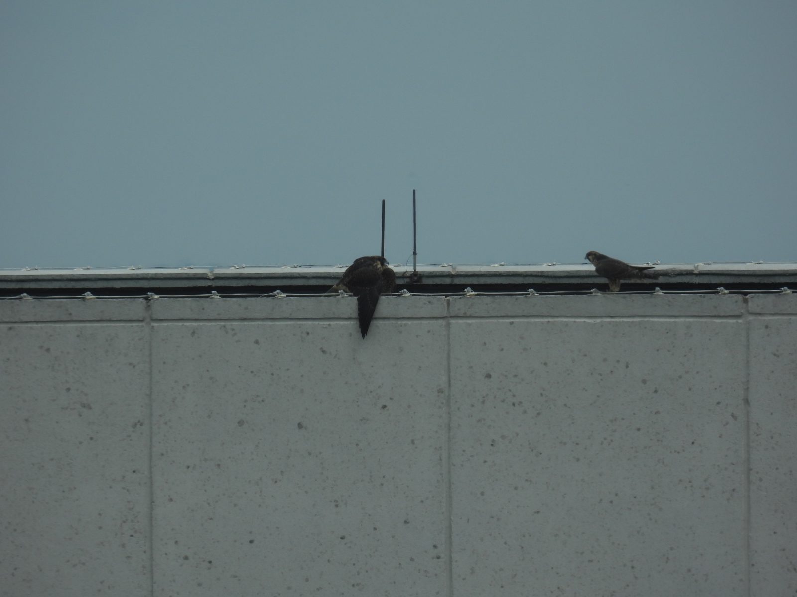 الأحمر (يميناً) يقترب من الأصفر (يساراً) بينما هي تنطق وتتخذ موقفاً دفاعياً.