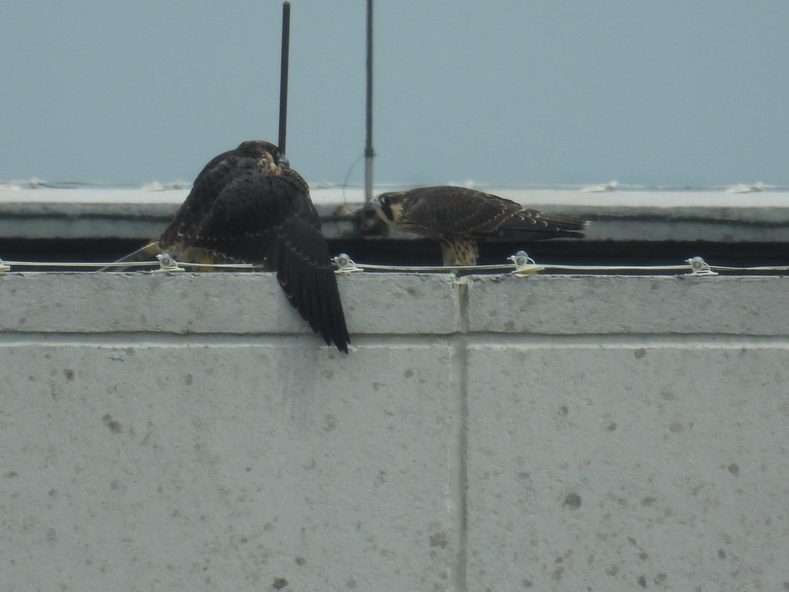 يقترب الأحمر (يمينًا) من الأصفر (يسارًا) وينحني لها عدة مرات بينما تظل في وضع دفاعي.