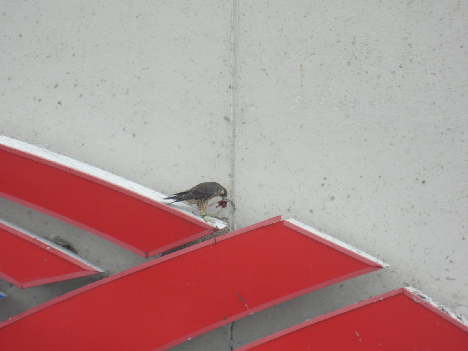 الأحمر، الذي سقط شريطه الملون، مع وجود عنصر فريسة فوق لافتة بنك أوف أمريكا.