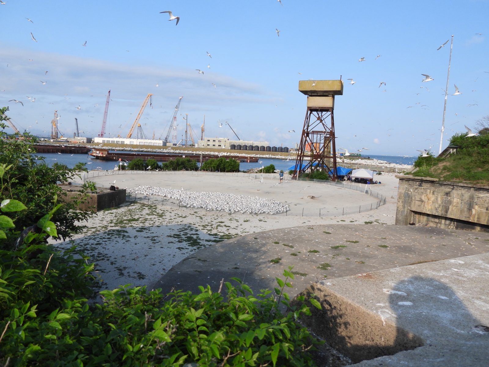 منظر فوق الأرض لفراخ الخرشنة في الزريبة قبل ربطها. 