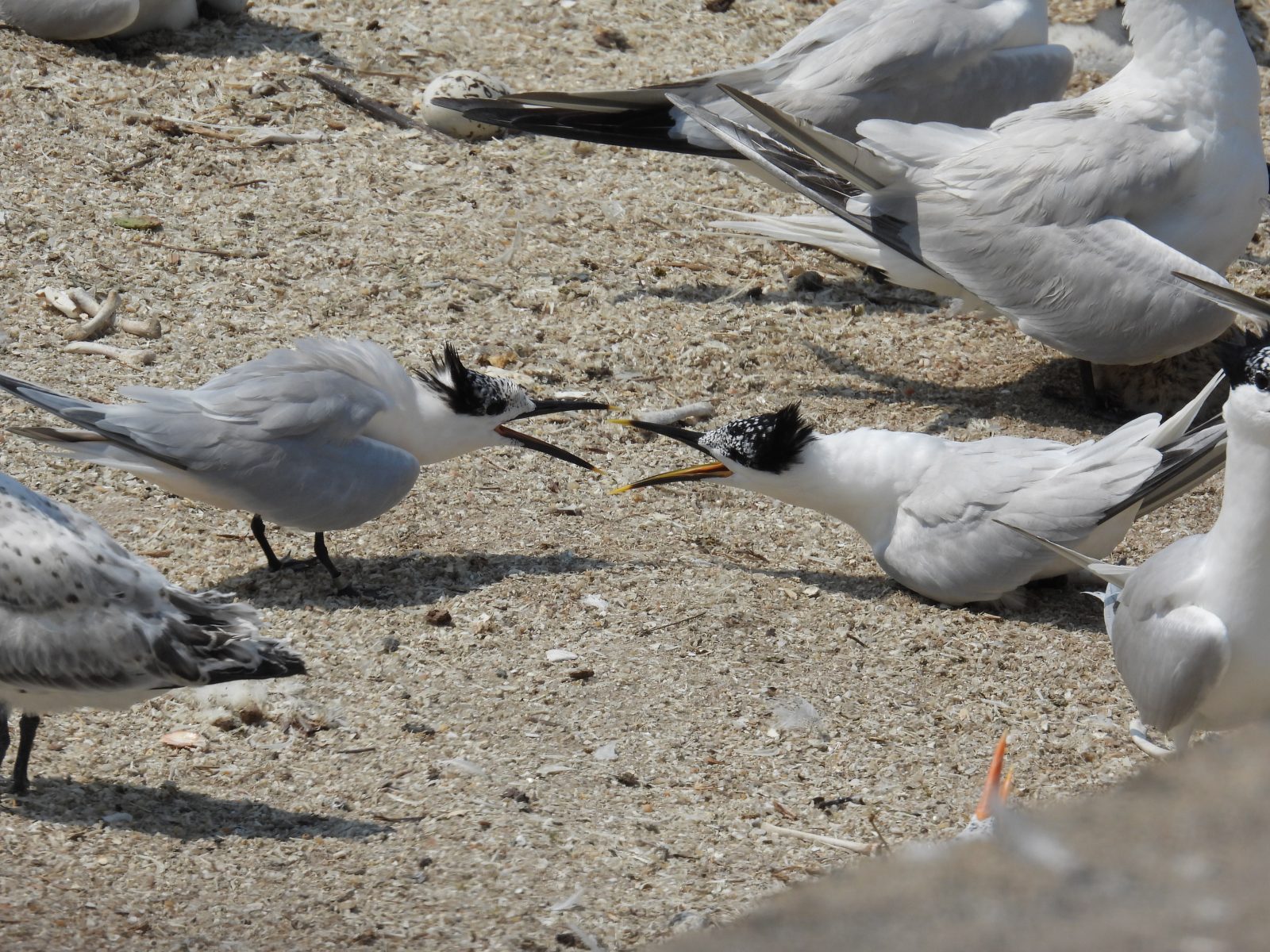 طائرتي خرشوف الساندويتش تتشاجران.
