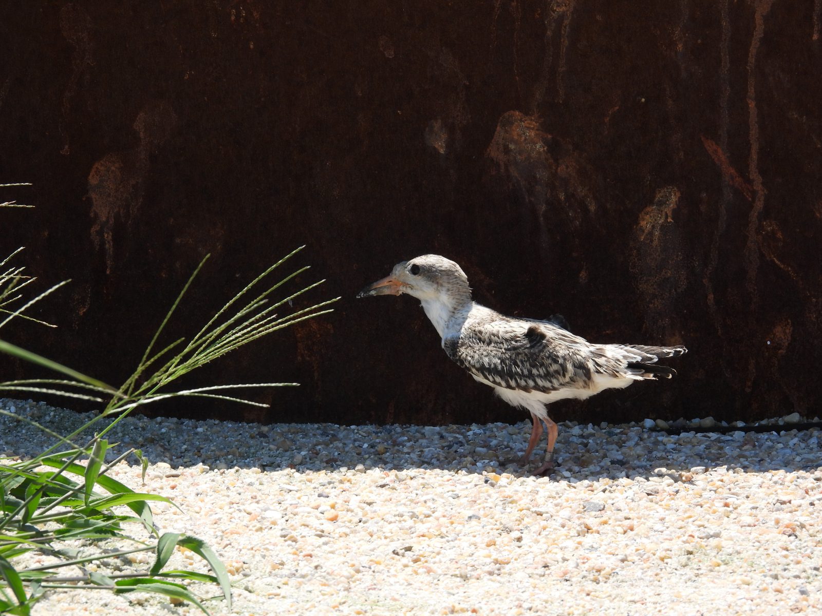 فرخ مقشدة سوداء شوهدت خلال المسح الذي أجريناه ولم تفق بعد.