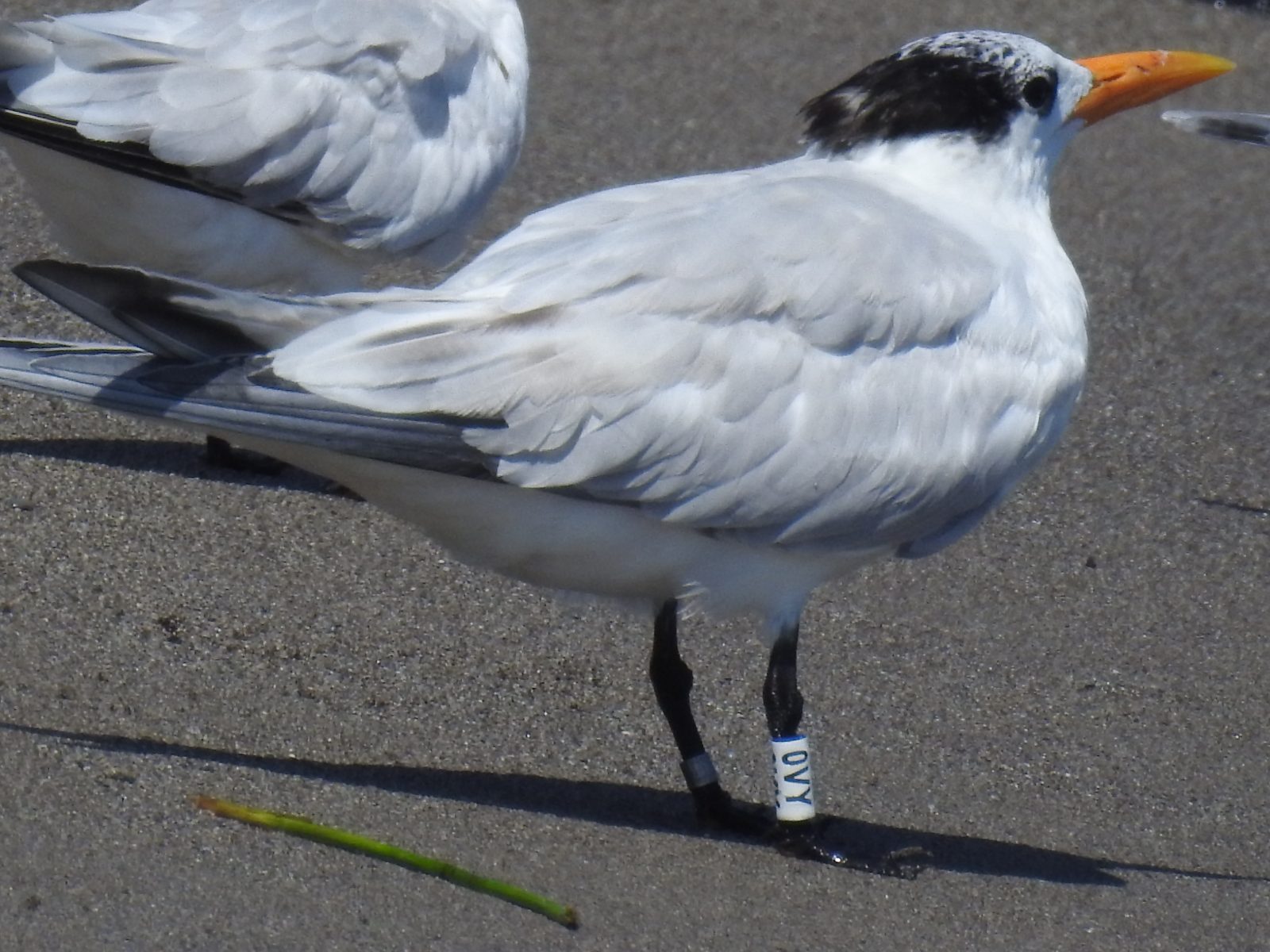 نظرة فاحصة على فرخ الخرشنة الملكية ذات النطاقات التي شوهدت في أغسطس من 2021 بالقرب من مصب نهر كانغريجال في هندوراس. 