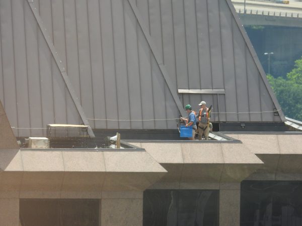 موظفو DWR يعيدون الصيصان إلى صندوق العش الخاص بها