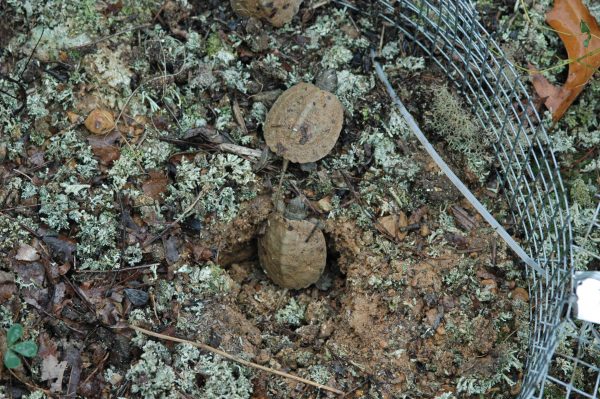 صورة لسلاحفتين خشبيتين تفقسان داخل حاوية شبكية محمية تحيط بموقع تعشيشهما