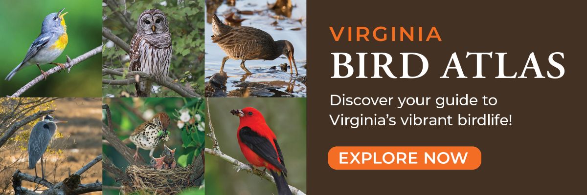 A collage of Virginia birds with text encouraging visitors to visit the Virginia Bird Atlas website