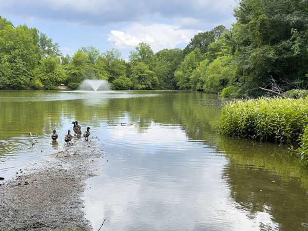 ذكور البط البري التي تنتقل من مرحلة الكسوف إلى ريش التكاثر، وتلجأ إلى إحدى البحيرات. مصدر الصورة: ليزا ميس