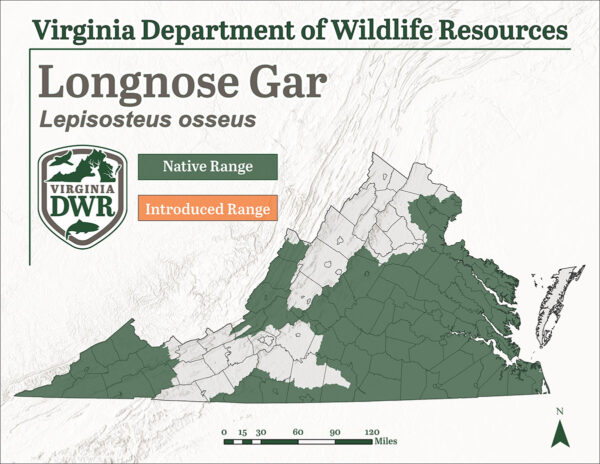 ويوجد سمك الغار طويل الأنف في مناطق متفرقة في جميع أنحاء ولاية فرجينيا خاصة في المناطق الشرقية والشمالية من الولاية