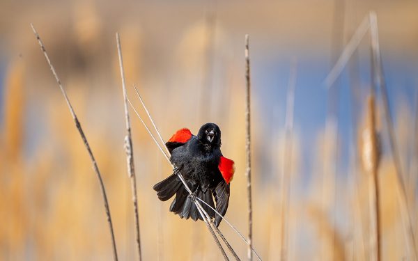 انقر لتوسيع الصورة