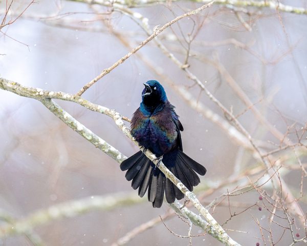 انقر لتوسيع الصورة