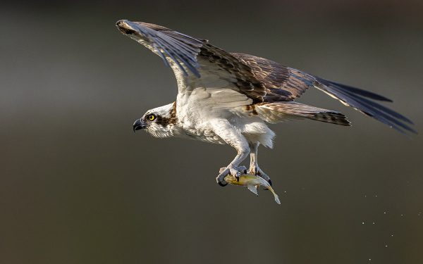 انقر لتوسيع الصورة