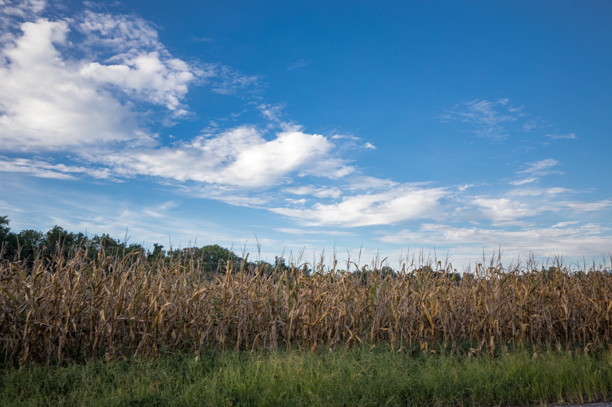 صورة لحقل ذرة