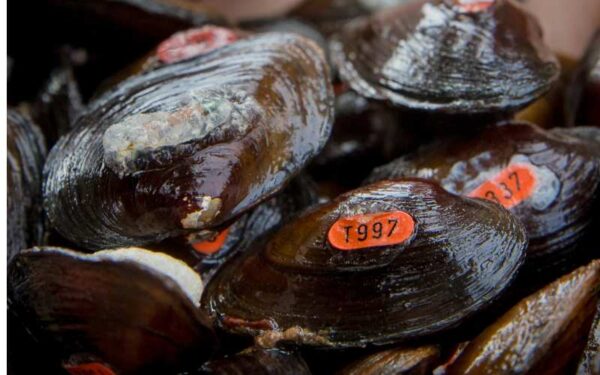 جيمس سبينيموس المزروع في موقع إعادة التوطين. الصورة من ©ميغان ماركيتي - DWR