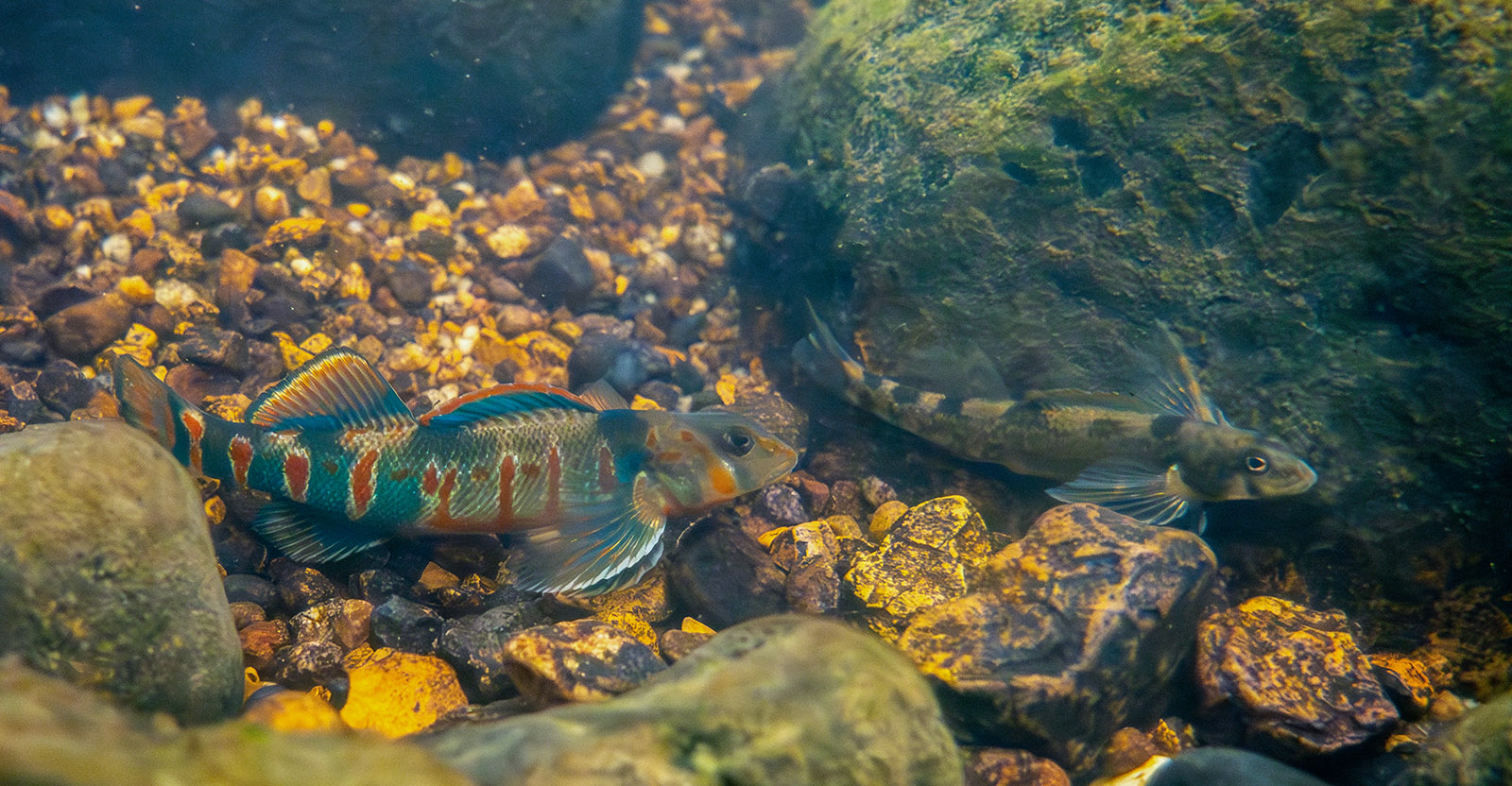 صورة لجرو مخطط باللونين الأحمر والأزرق نابض بالحياة بجانب أنثى مخططة باللونين الرمادي والأسود