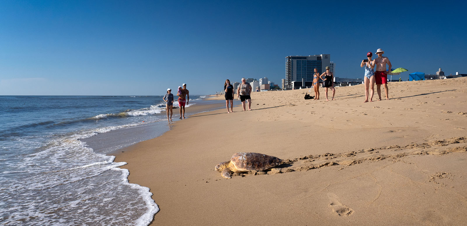 سلحفاة لوجرهيد تبحر عائدة إلى المحيط بين مرتادي الشاطئ.