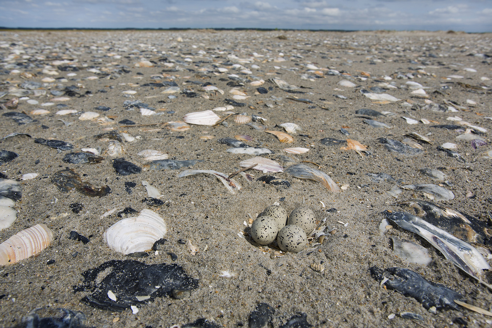 صورة لعش زقزاق الأنابيب مع أربع بيضات على جزيرة حاجزة