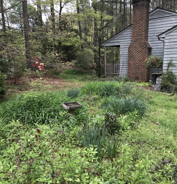 صورة لحديقة الحياة البرية مع وجود حمام للطيور في المنتصف تُظهر التباين في ارتفاعات أوراق الشجر