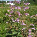 زهور أرجوانية في منظر طبيعي