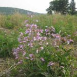 زهرة أرجوانية على حافة الحقل