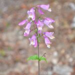 زهور أرجوانية على نبتة واحدة