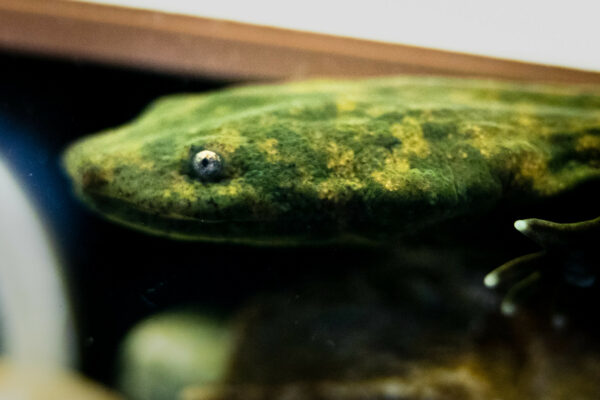 رأس مسخر الجحيم الشرقي.