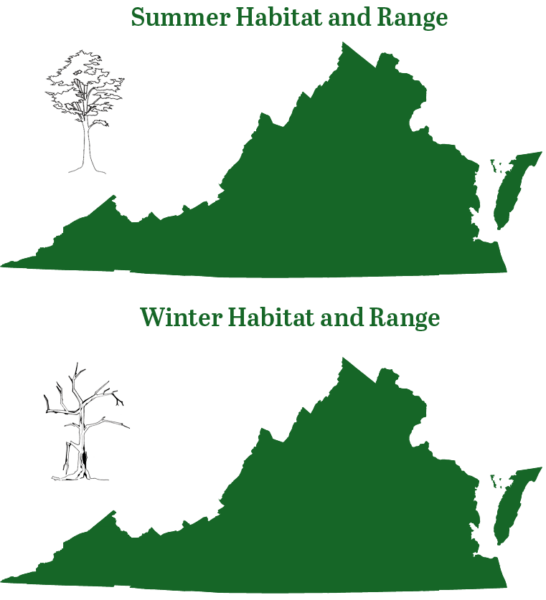 يوجد الخفاش الأحمر الشرقي في جميع أنحاء ولاية فرجينيا على مدار السنة