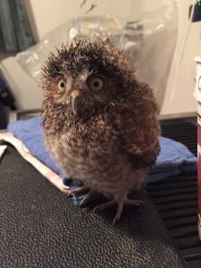 فرخ البومة الصرصور الشرقي