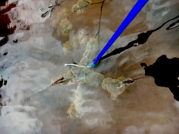 كتلة بيض السمندل النمر الشرقي. صورة من ©J.D. Kleopfer - عالم الزواحف في الولاية - DWR