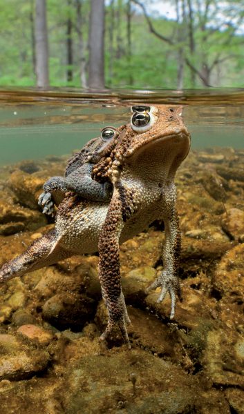 صورة للضفدع الأمريكي الشرقي