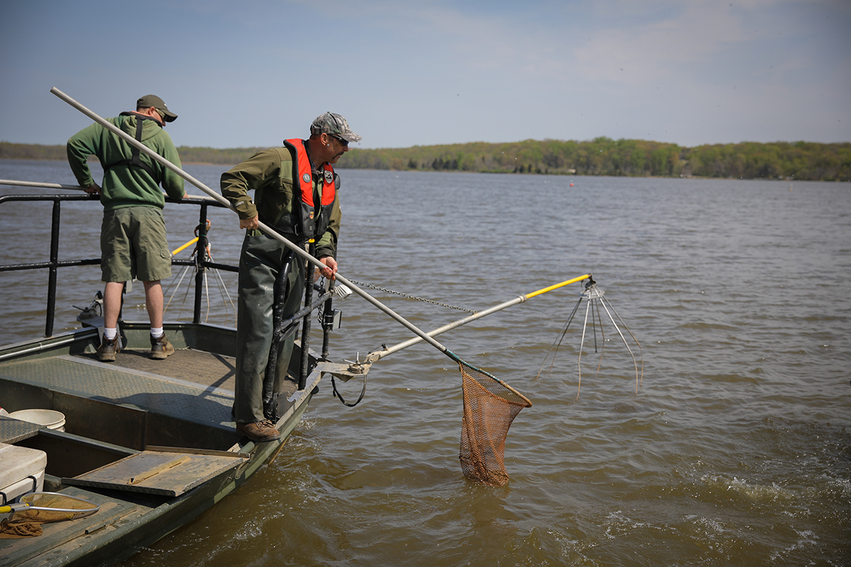 صورة لرجلين يصطادان السمك بالكهرباء على متن قارب معدني؛ أحدهما الأقرب إلى الكاميرا يحمل شبكة حمراء ليصطاد بها السمك والآخر يراقب المصفوفات الكهربائية في مقدمة القارب.