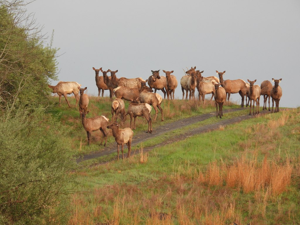 قطيع من الأيائل