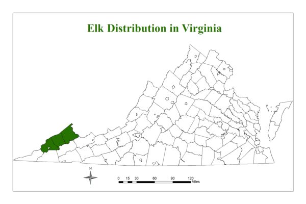 توجد الأيائل في ثلاث مقاطعات في فيرجينيا