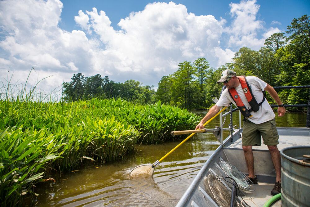صورة لرجل على متن قارب في نهر تشيكاهوميني يقوم بتخزين أسماك القاروس الكبير بالشبكة
