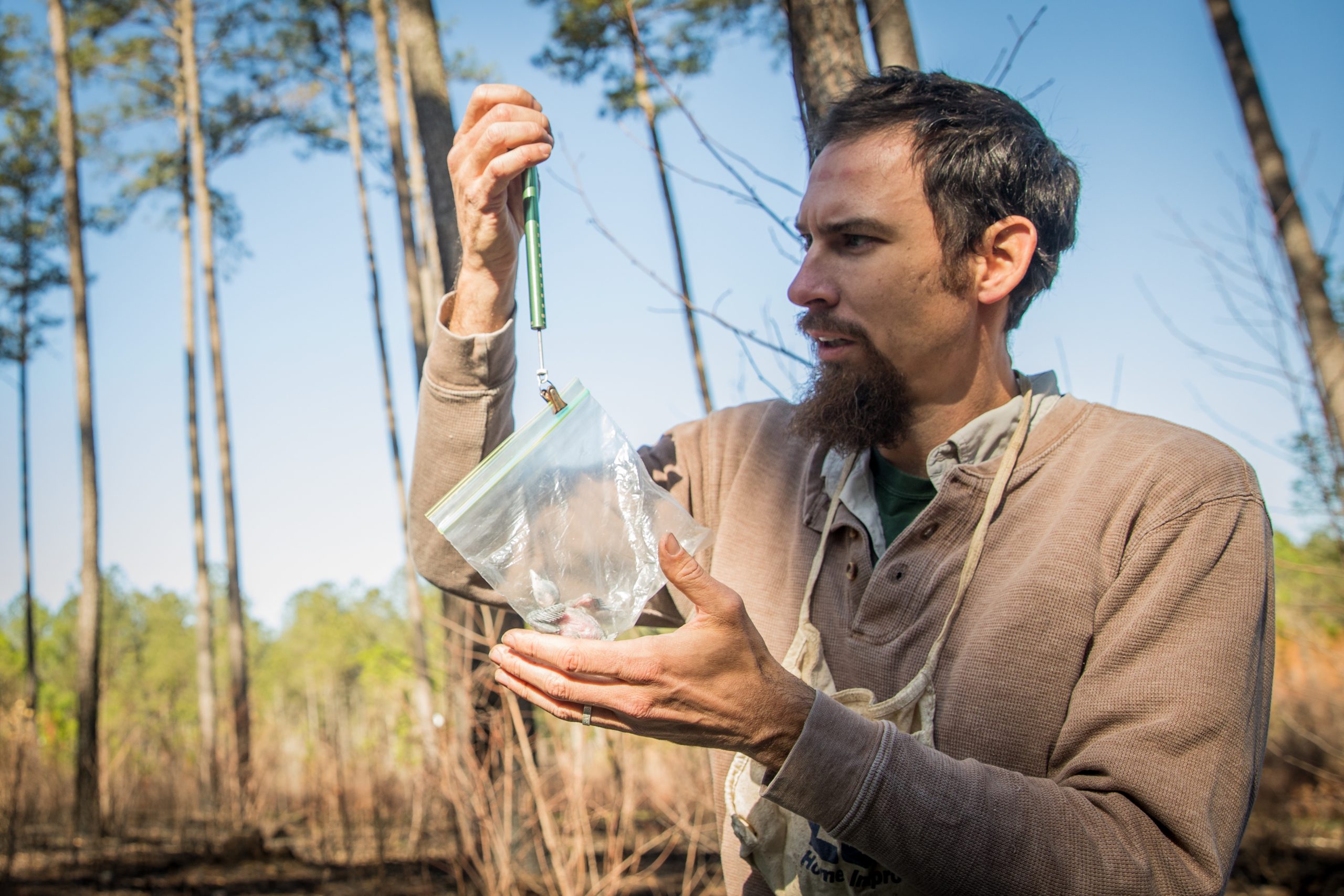 أحد الأفراخ التي يتم وزنها.