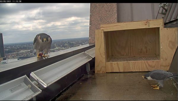 أنثى ريتشموند (يسار) مع فريسة سلمها لها الذكر الجديد (يمين).