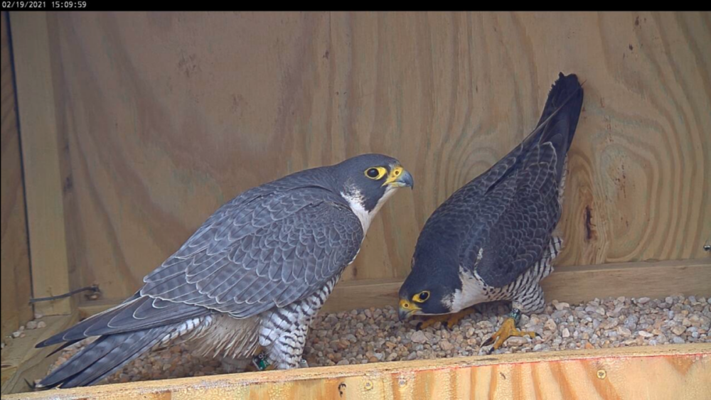 صورة لكل من 95/AK و 59/BM في صندوق التعشيش ينظر كل منهما إلى الآخر
