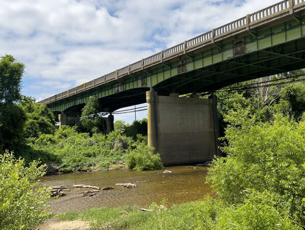 عش السنونو المنحدر تحت جسر فالماوث. مصدر الصورة: ليزا ميس