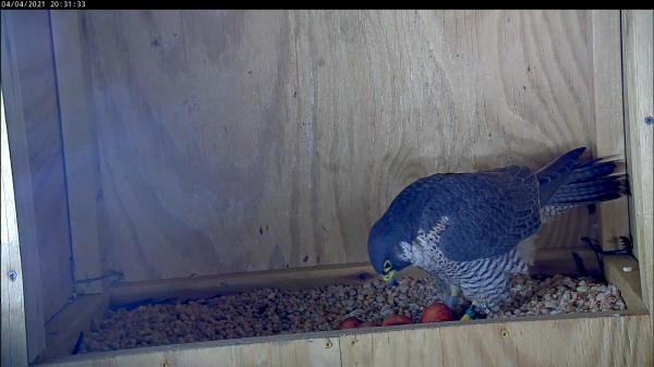 أنثى بأربع بيضات تنقل البيضة الرابعة إلى الكشط