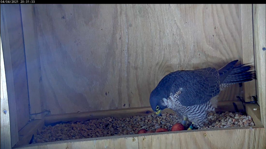 أنثى الصقر الشاهين مع أربع بيضات